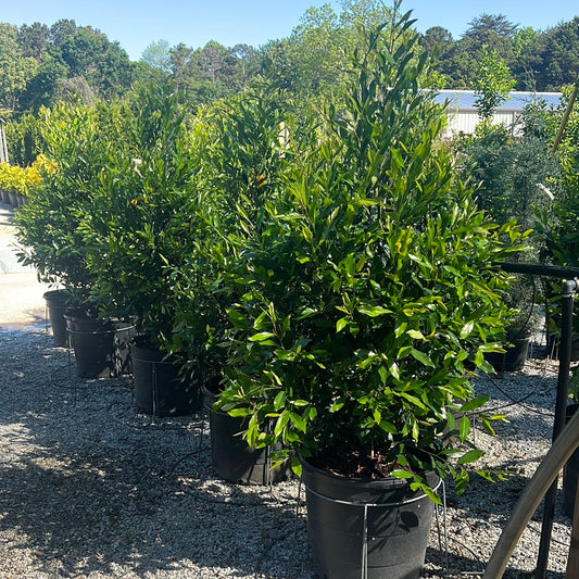 Cherry Laurel 5 Gallon Container
