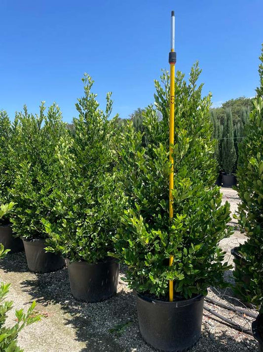 Compact Brite n Tite Cherry Laurel 15 Gallon Container