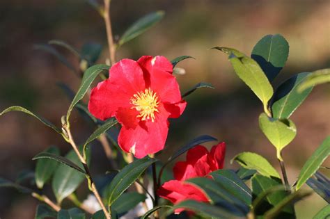 Crimson N' Clover Camellia Sasanqua 15 Gallon Container
