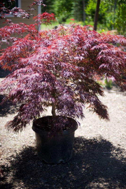 Crimson Queen Japanese Maple 5 Gallon Container