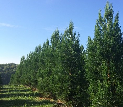 Cryptomeria Radicans 5 Gallon Container