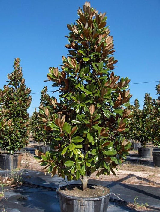 D.D. Blanchard Magnolia 5 Gallon Container