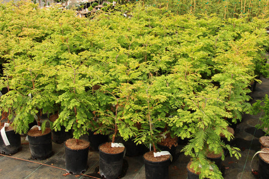 Dawn Redwood 5 Gallon Container