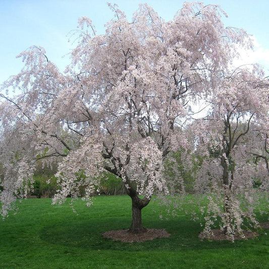 Double Pink Weeping Cherry 30 Gallon Container