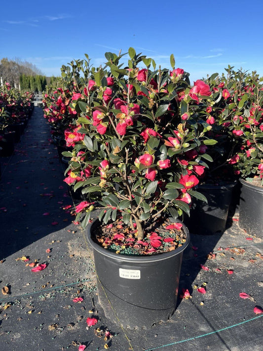 Dream Weaver Camellia Sasanqua 15 Gallon Container