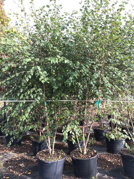 Dura Heat Riverbirch 15 Gallon Container