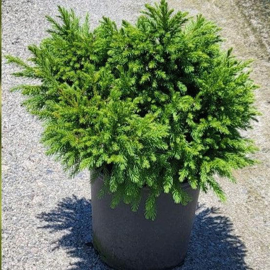 Dwarf Cryptomeria  - Globosa Nana 3 Gallon Container