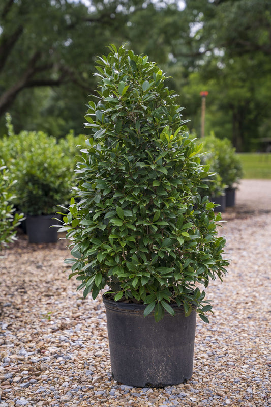 Eagleston Holly Shrub 5 Gallon Container