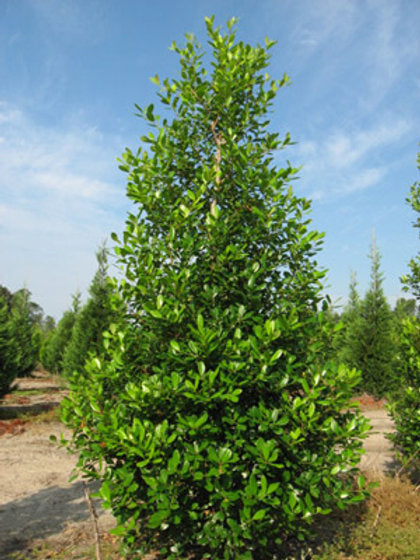 East Palatka Holly Shrub 5 Gallon Container