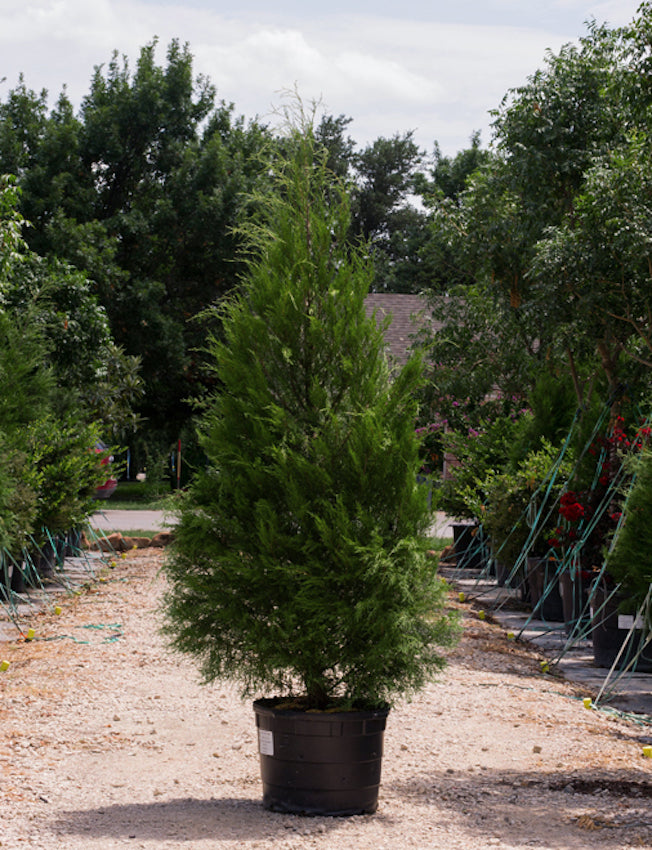 Gal Tree Eastern Red Cedar 5 Gallon Container – Tree Farm Direct