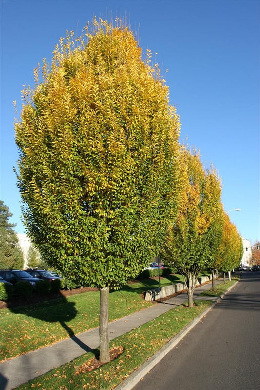 European Hornbeam 5 Gallon Container