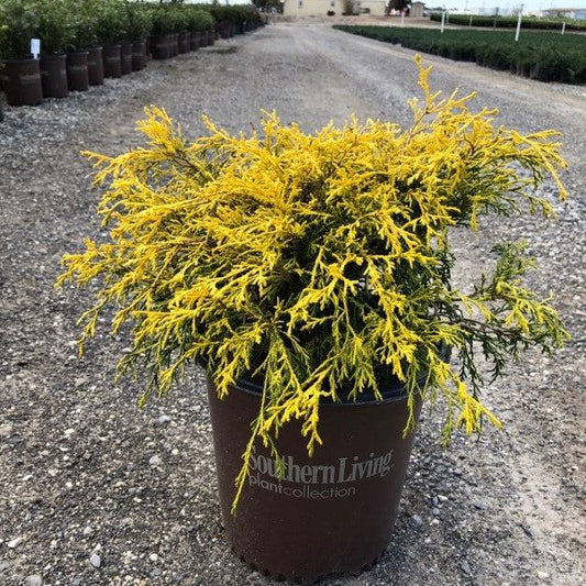 Gold Mop Cypress 3 Gallon Container