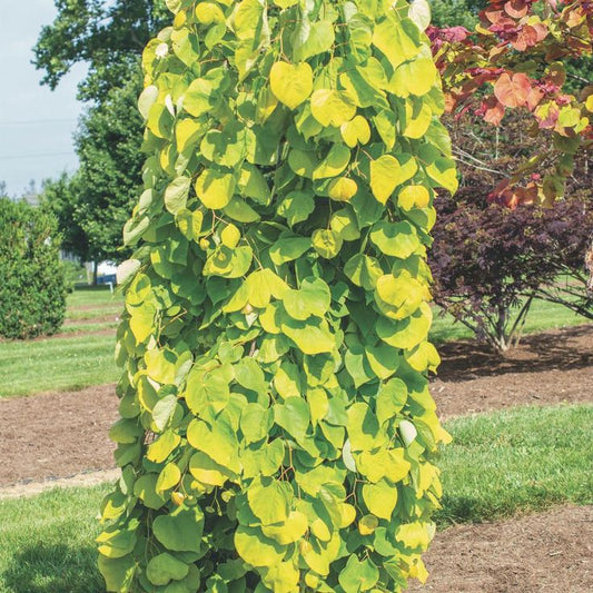 Golden Falls Redbud 15 Gallon Container