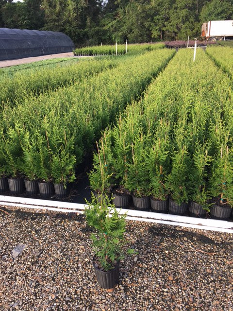 1 Gallon Thuja Green Giant Arborvitae