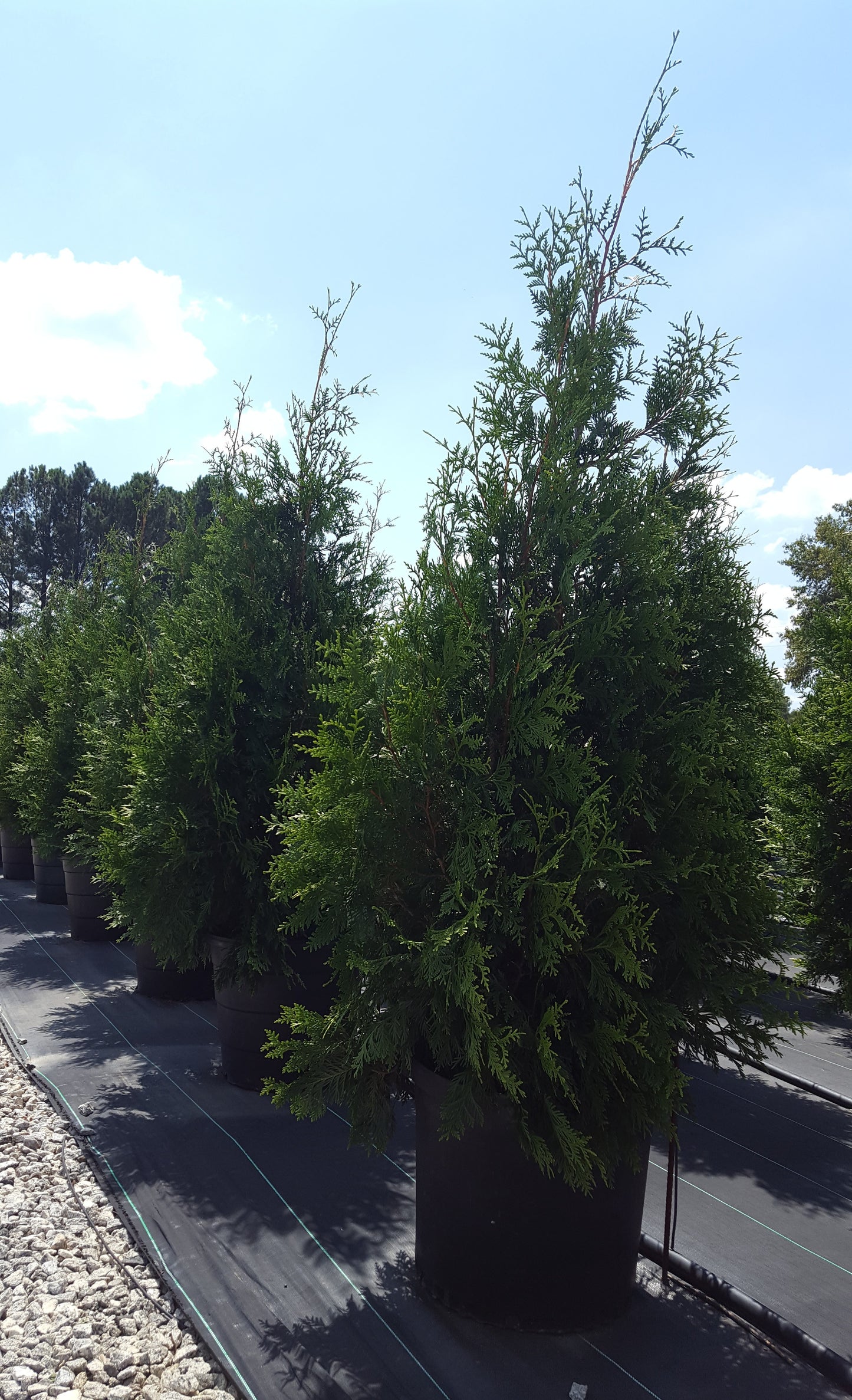 Thuja Green Giant Arborvitae 15 Gallon Container