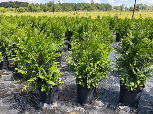Thuja Green Giant Arborvitae 3 Gallon Container