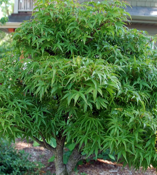Green Leaf Japanese Maple 5 Gallon Container