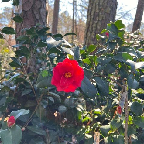 Greensboro Red Camellia Japonica 7 Gallon Container