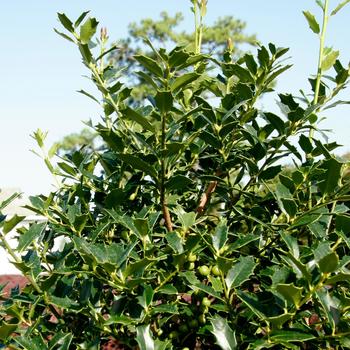 Skyline Yaupon Holly 5 Gallon Container