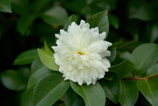 Ivory Camellia Sasanqua 15 Gallon Container