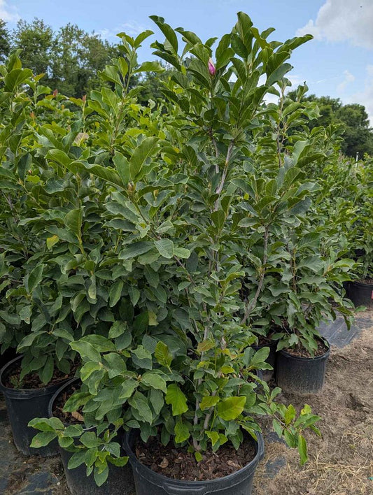 Jane Magnolia 15 Gallon Container