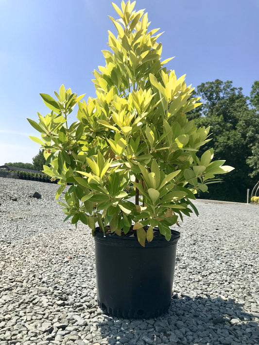 Japanese Anise 7 Gallon Container