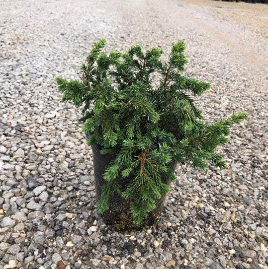 Juniper Blue Point 1 Gallon Container