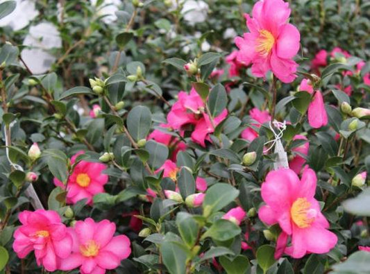 Kanjiro Camellia Sasanqua 15 Gallon Container