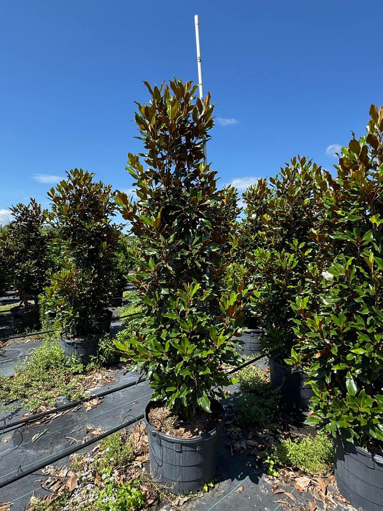 Kay Container Flowering Trees – Tree Farm Direct