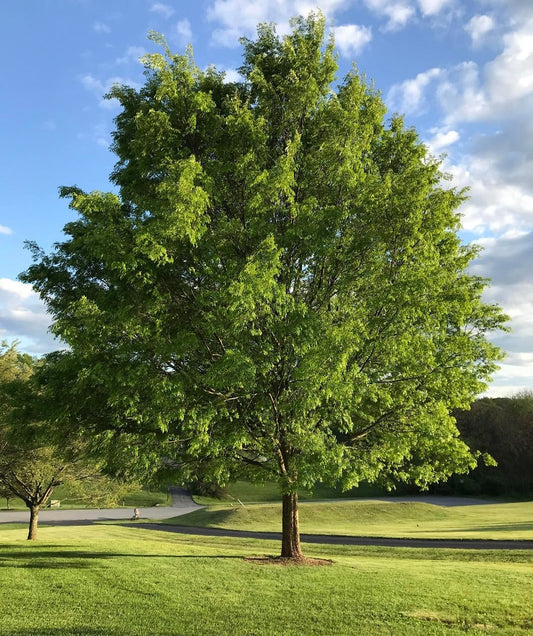 Lace Bark Elm 5 Gallon Container