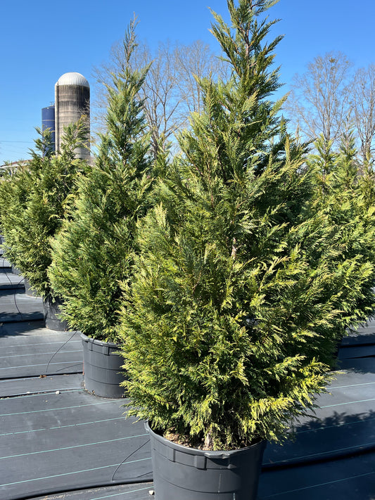 Leyland Cypress 30 Gallon Container