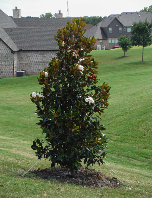 Little Gem Magnolia 5 Gallon Container