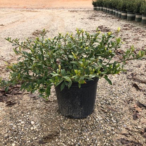 Miniature Gardenia Radicans 3 Gallon Container