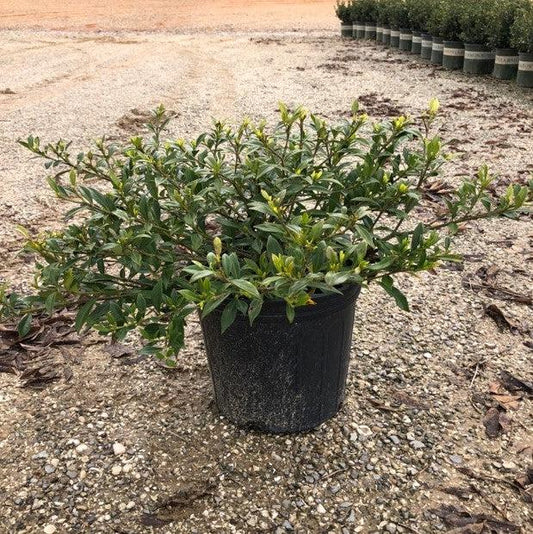 Miniature Gardenia Radicans 3 Gallon Container