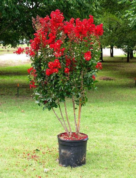 Miss Francis Crape Myrtle 5 Gallon Container