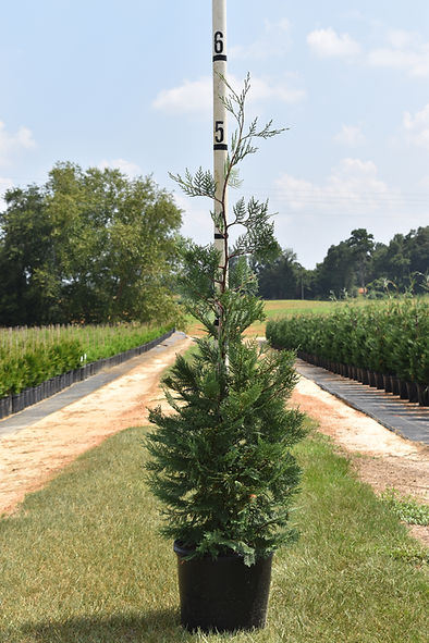 Murray Cypress 5 Gallon Container