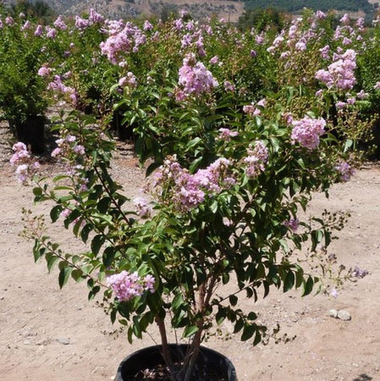 Muskogee Crape Myrtle 5 Gallon Container