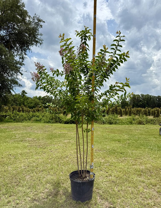 Muskogee Single Stem Crape Myrtle 15 Gallon Container