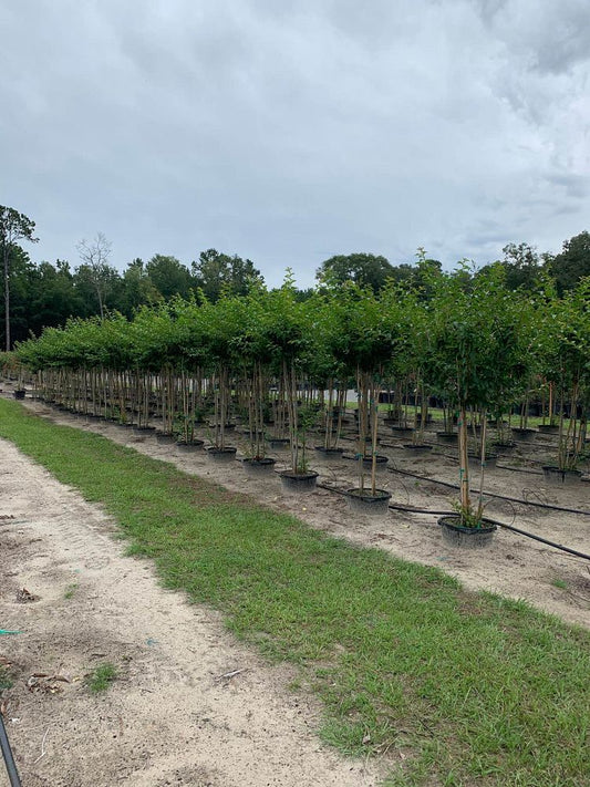 Natchez Multi Stem Crape Myrtle 15 Gallon Container