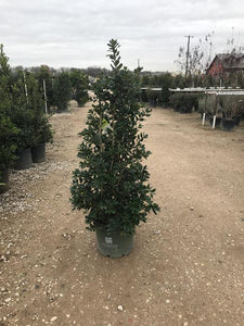 Nellie R Stevens Holly 5 Gallon Container