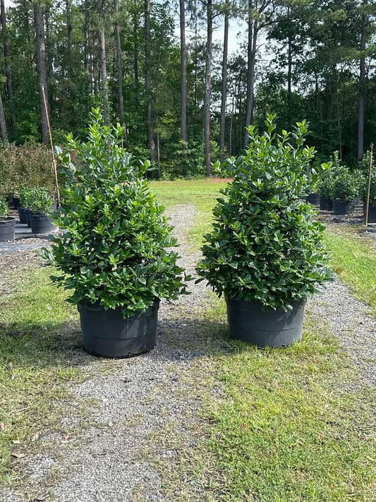 Nellie R Stevens Holly 7 Gallon Container
