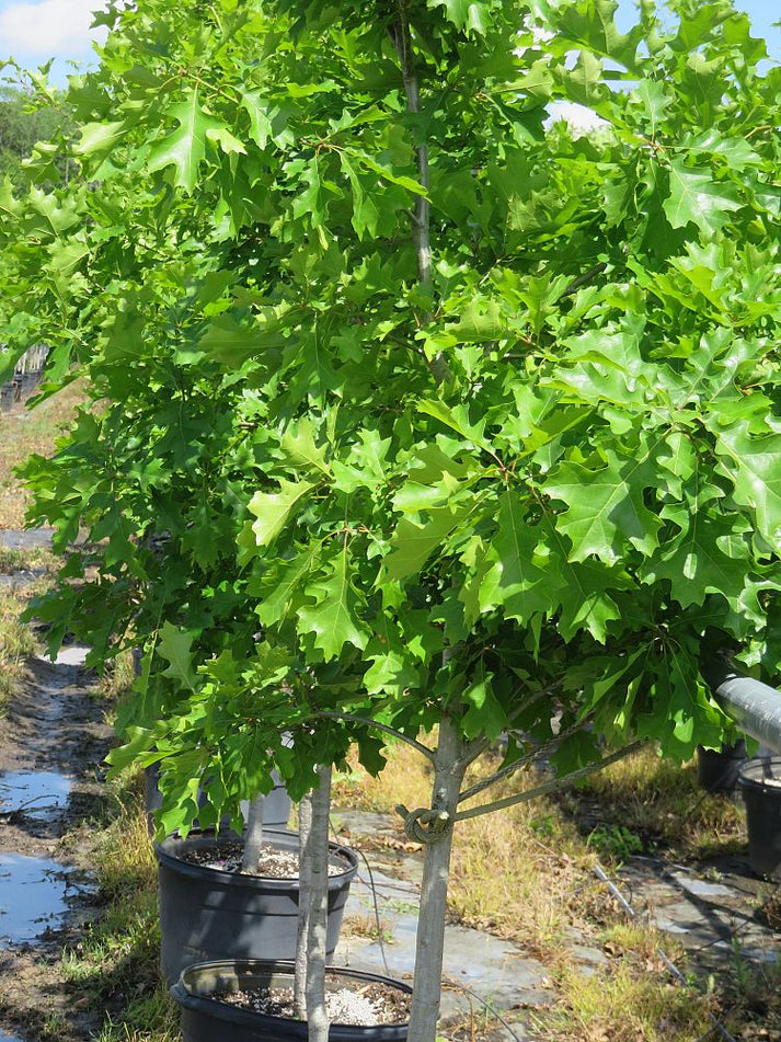 Nuttall Oak 15 Gallon Container – Tree Farm Direct