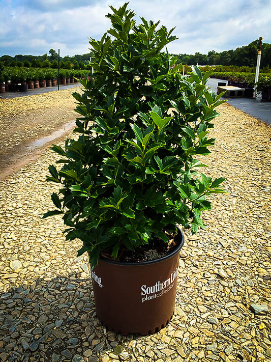Oakland Holly 7 Gallon Container