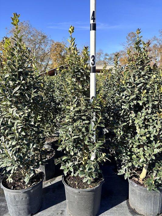 Oakleaf Holly 7 Gallon Container