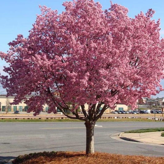 Okame Cherry 15 Gallon Container