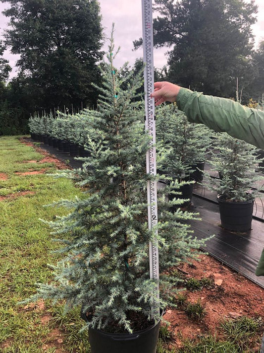 Patti Faye Deodara Cedar 15 Gallon Container