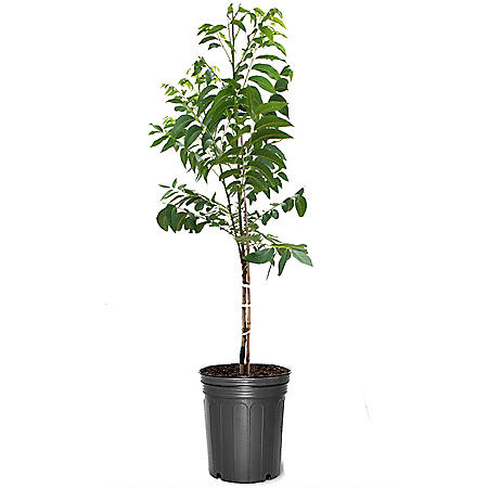 Pawnee Pecan 7 Gallon Container