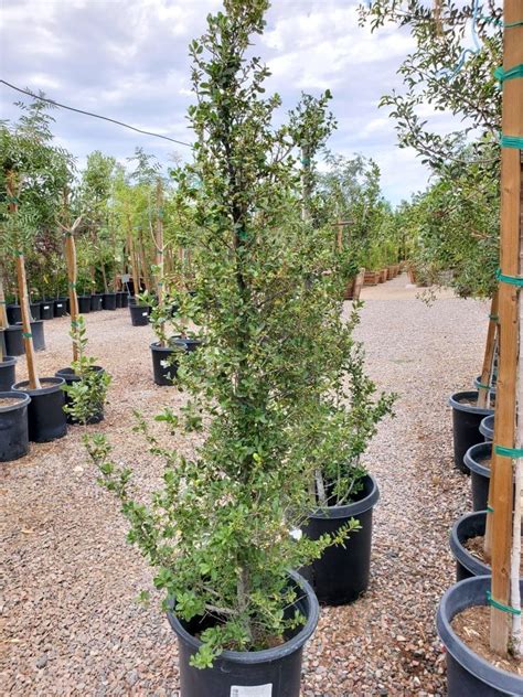 Pride of Houston Holly 5 Gallon Container