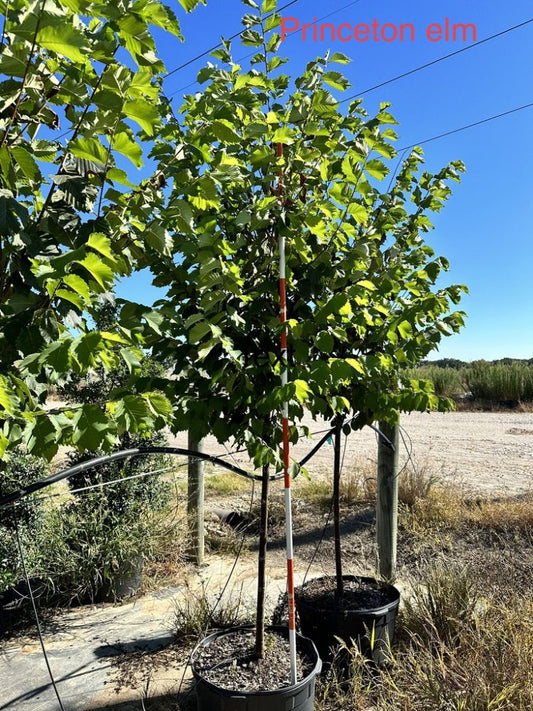 Princeton Elm 15 Gallon Container
