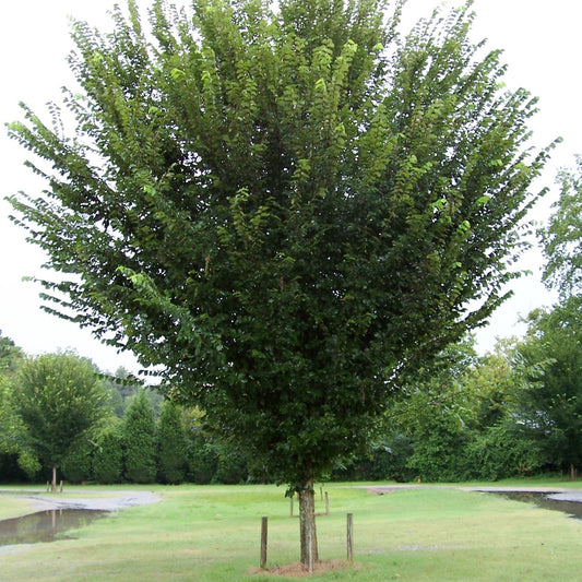 Princeton Elm 5 Gallon Container